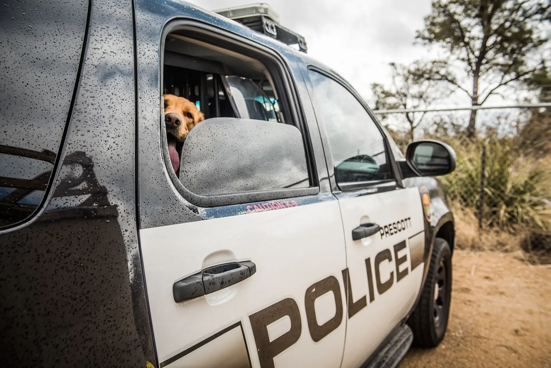 Prescott Police Canine in the back seat.